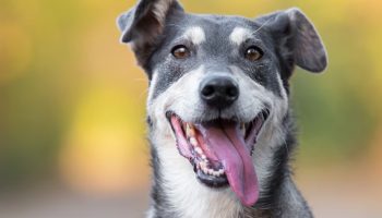 Ni jabuka ni banana: Voće koje vaš pas voli i koje veterinari preporučuju jednom nedeljno