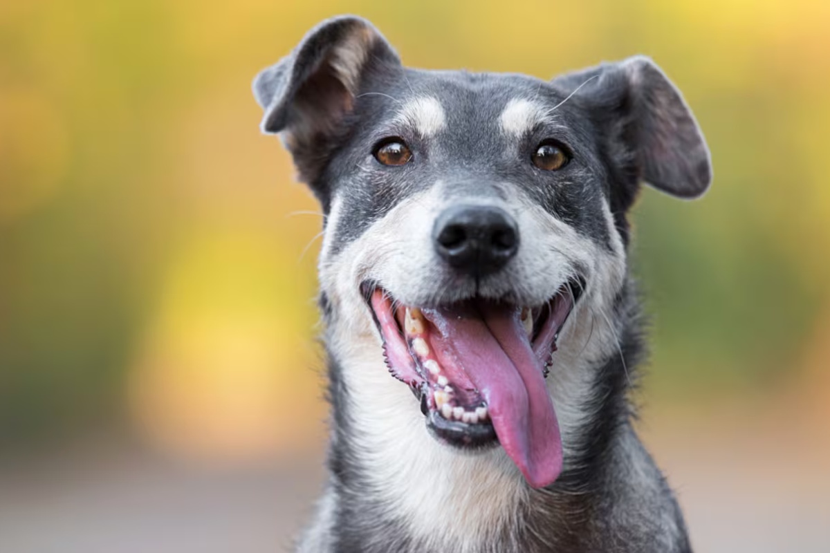 Ni jabuka ni banana: Voće koje vaš pas voli i koje veterinari preporučuju jednom nedeljno