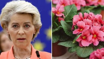 Kraj za saksijsko bilje. Približava se nova zabrana u Evropskoj uniji