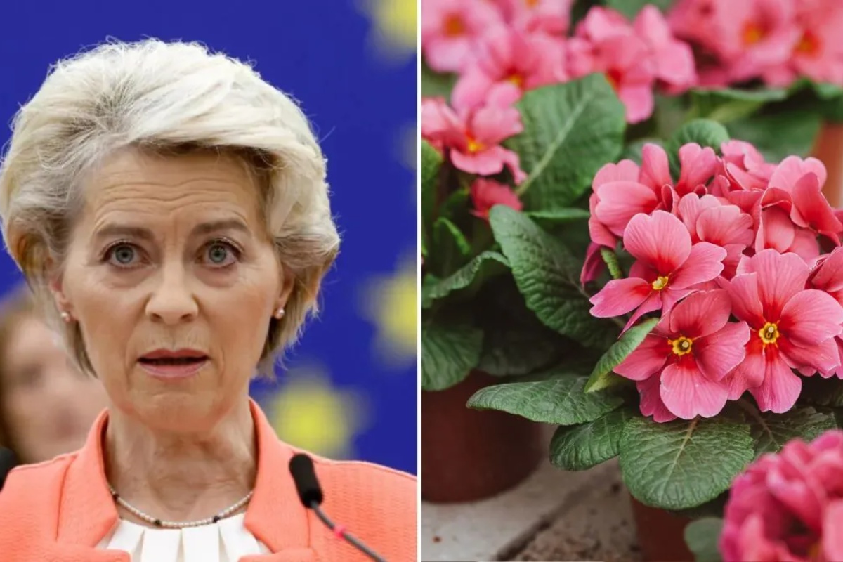 Kraj za saksijsko bilje. Približava se nova zabrana u Evropskoj uniji