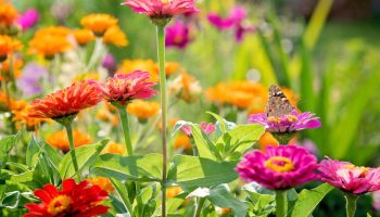Tri cveta koja se seju u februaru i ispunjavaju baštu bojama