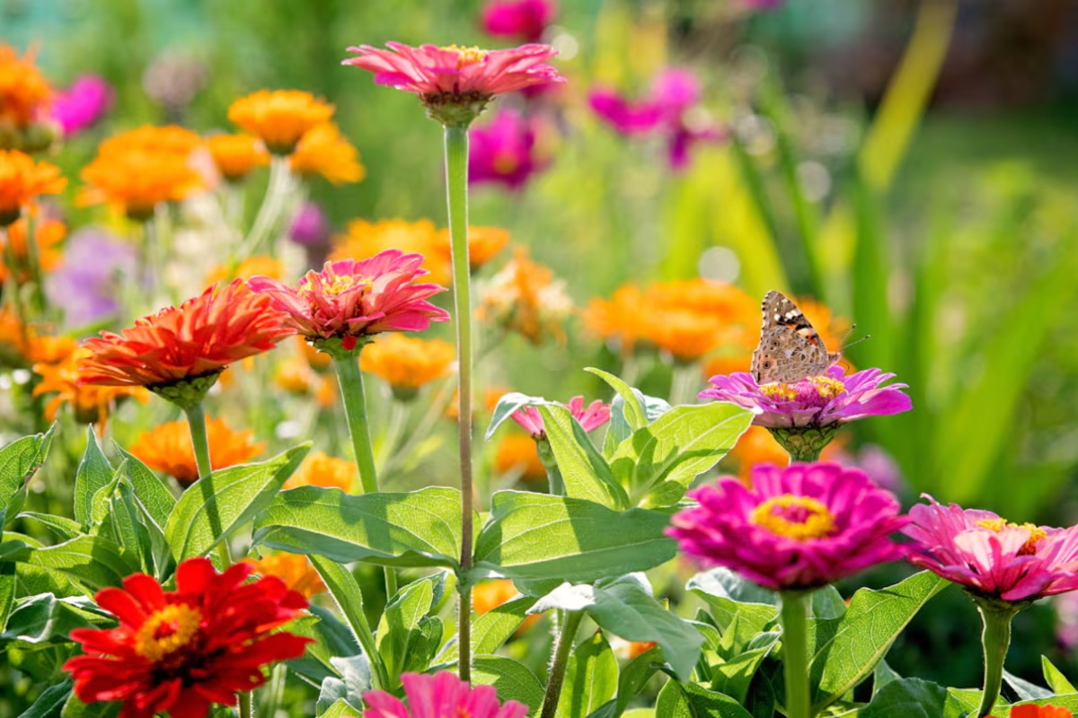 Tri cveta koja se seju u februaru i ispunjavaju baštu bojama