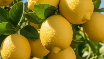 Ostavite čelične sunđere u vodi nedelju dana: zašto ovaj jednostavan korak može pomoći limunu