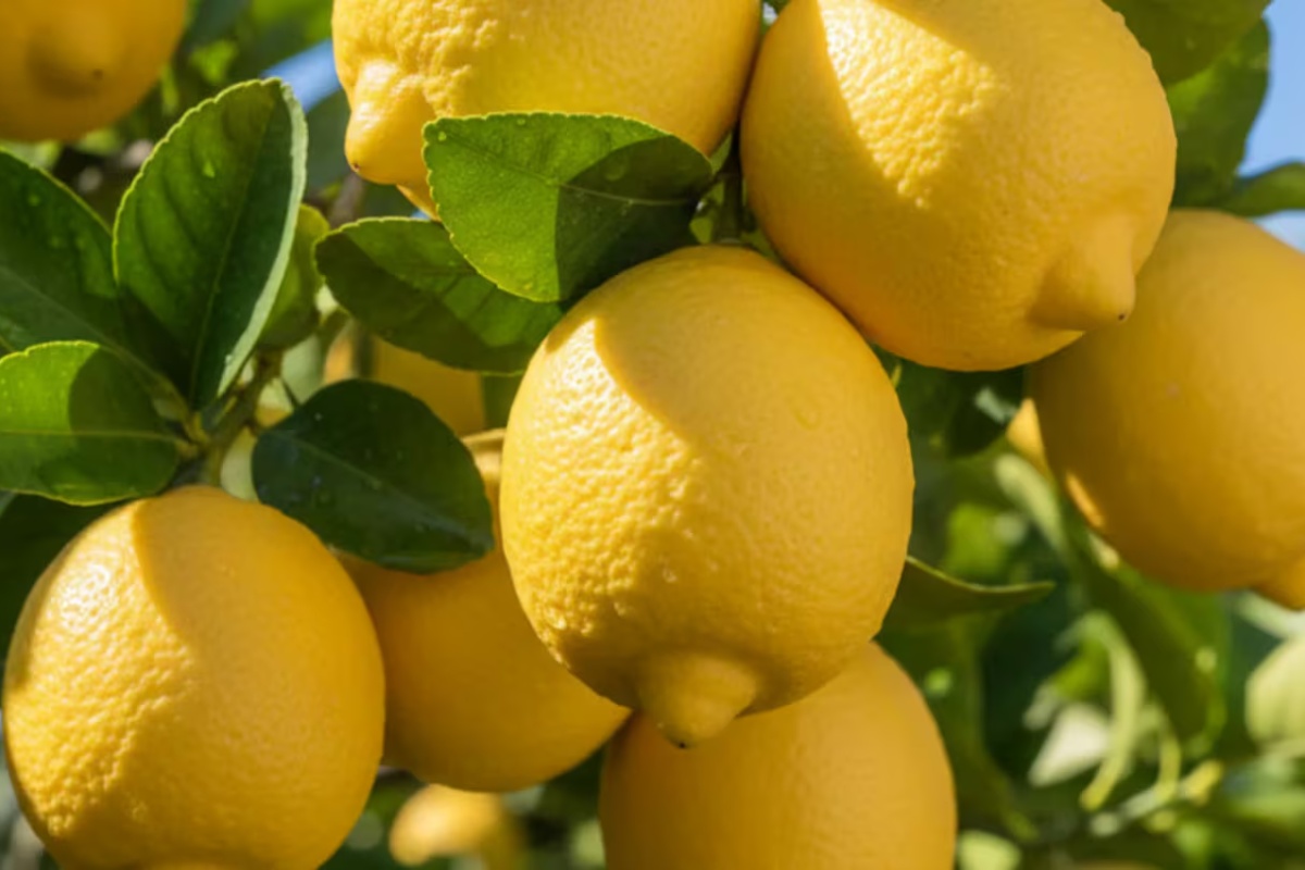 Ostavite čelične sunđere u vodi nedelju dana: zašto ovaj jednostavan korak može pomoći limunu