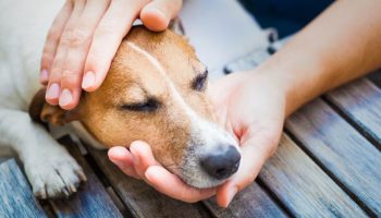 Veterinarka je otkrila 5 znakova koji ukazuju na to da vaš pas oseća bol: kako da ih prepoznate