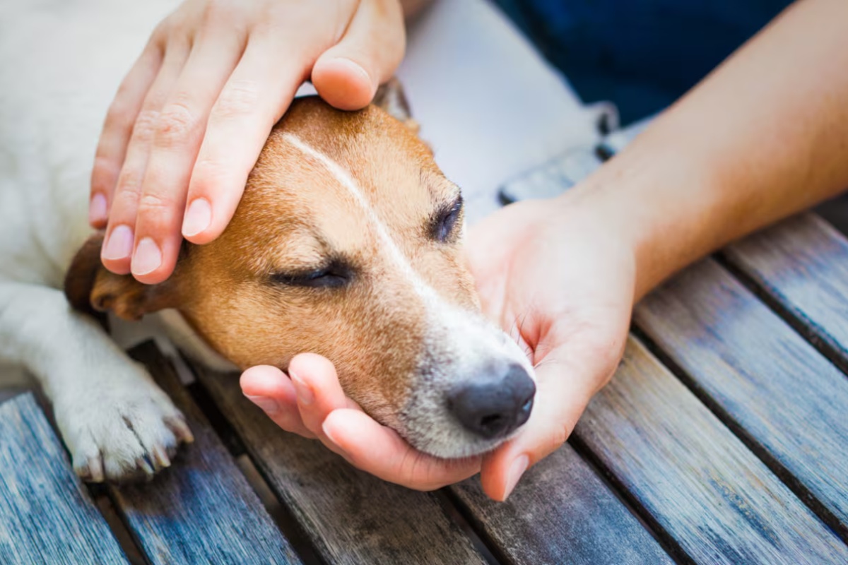 Veterinarka je otkrila 5 znakova koji ukazuju na to da vaš pas oseća bol: kako da ih prepoznate