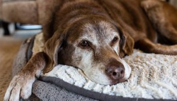 Ni sa 8 ni sa 10 godina: u kom uzrastu se pas smatra starim