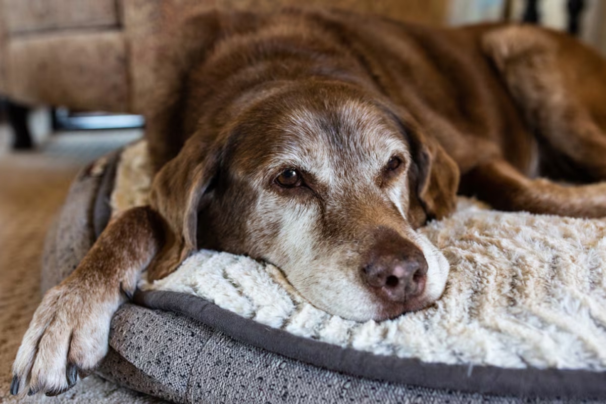 Ni sa 8 ni sa 10 godina: u kom uzrastu se pas smatra starim