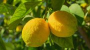Limun sa cvetovima i krupnim plodovima: kako to postići uz pomoć sastojaka koje imate kod kuće
