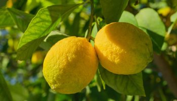 Limun sa cvetovima i krupnim plodovima: kako to postići uz pomoć sastojaka koje imate kod kuće