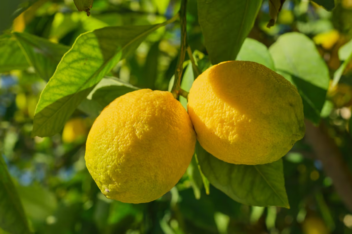 Limun sa cvetovima i krupnim plodovima: kako to postići uz pomoć sastojaka koje imate kod kuće