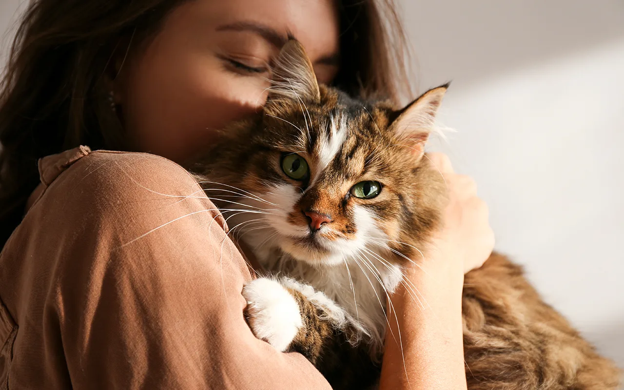 Mačka se trlja o ruku vlasnika