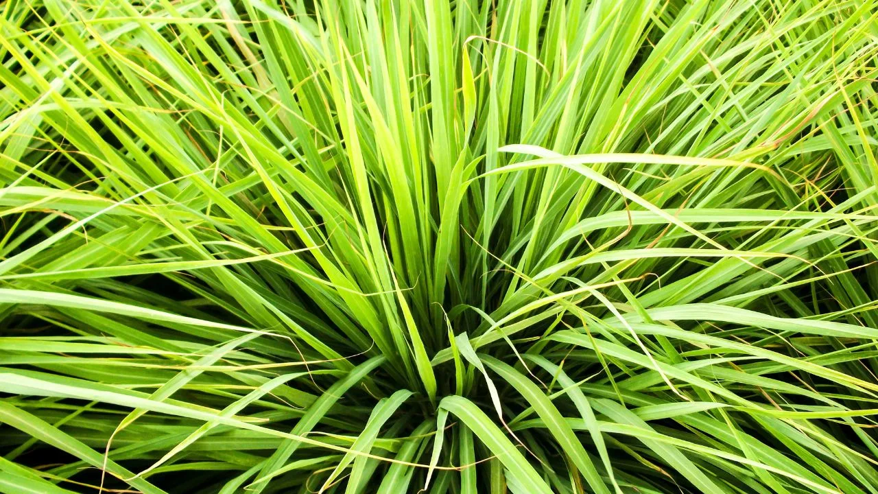 Citronela na balkonu tokom letnjih večeri