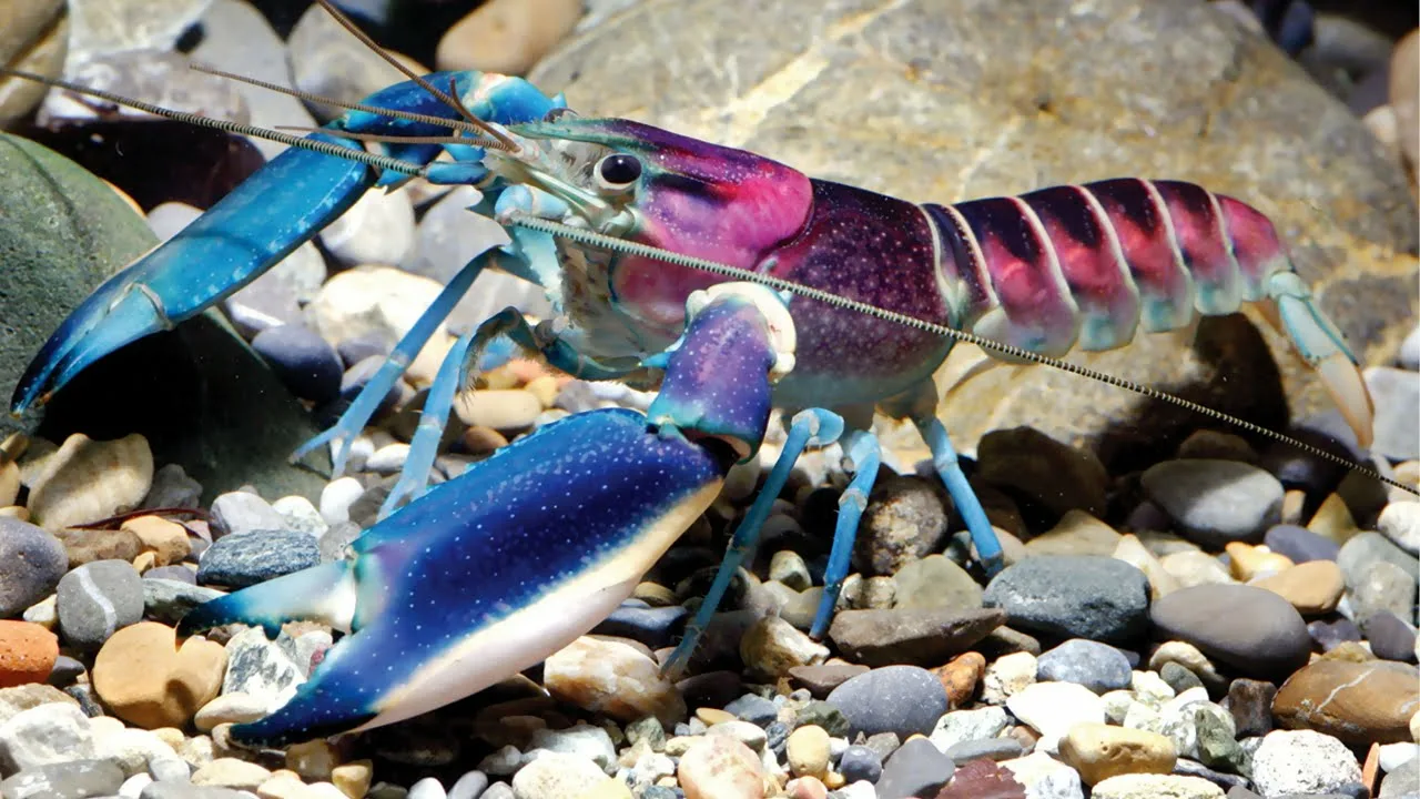 Rak koji izgleda poput raka, ali se ponaša kao riba – već izaziva zabrinutost stručnjaka u Europi