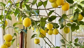 Lămâiul: de ce se recomandă să presărați solul cu nucă de cocos rasă și care sunt avantajele acesteia.