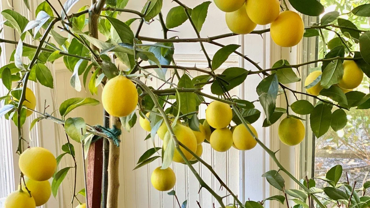 Lămâiul: de ce se recomandă să presărați solul cu nucă de cocos rasă și care sunt avantajele acesteia.