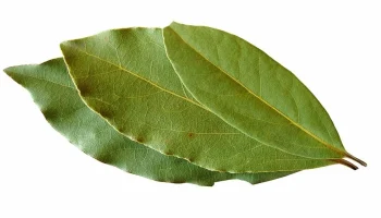 Amestecul de frunze de dafin și bicarbonat de sodiu: de ce este recomandat și la ce este util.