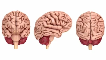11 semnale ale creierului care nu trebuie ignorate pentru depistarea precoce a bolilor grave.