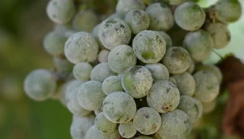Dacă observați un praf alb pe struguri, vă vom explica ce înseamnă și de ce este benefic.