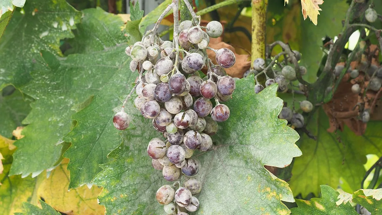 Beli prah na grožđu kao prirodna zaštita