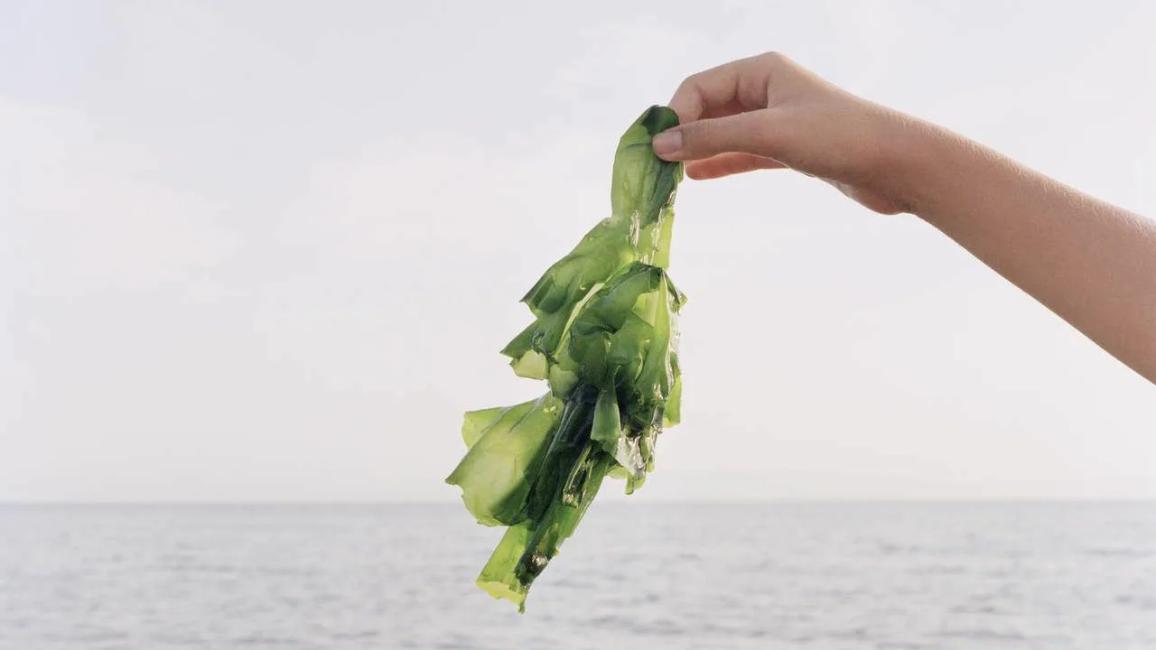 Nitaste alge u rečnom ekosistemu