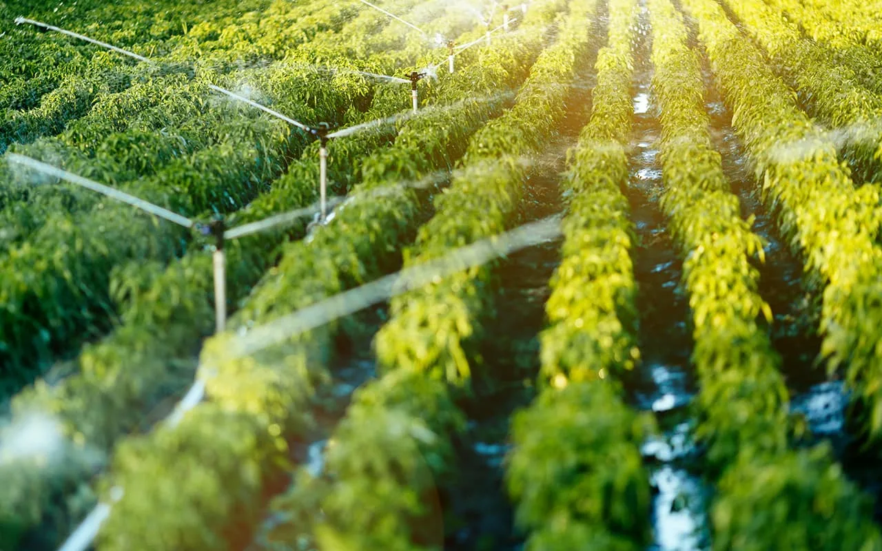 Sistem za navodnjavanje na njivi