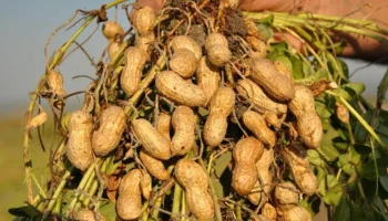 Tatăl și fiica au găsit, cu ajutorul biotehnologiilor, o soluție la problema care afecta recolta, aducând țării milioane de dolari.