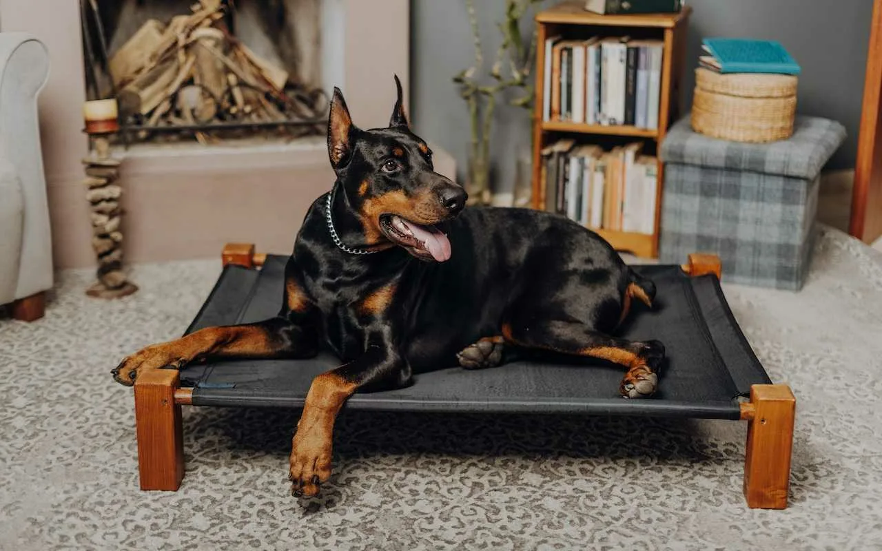 Pravilno hlađenje psa ledom