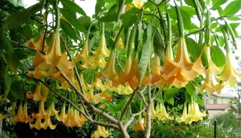 Un copac care umple orice spațiu cu parfumul său și surprinde prin florile sale în formă de stele.