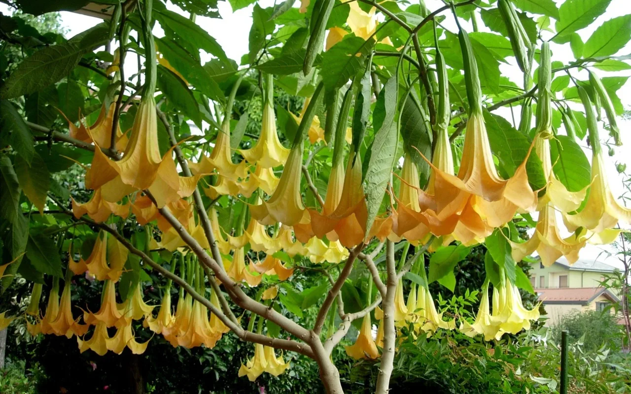 Un copac care umple orice spațiu cu parfumul său și surprinde prin florile sale în formă de stele.