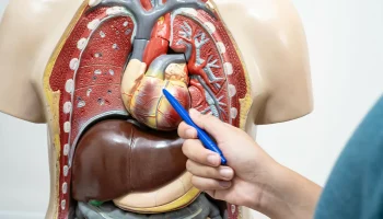 Cum funcționează ficatul și ce se poate face pentru a-i menține sănătatea?