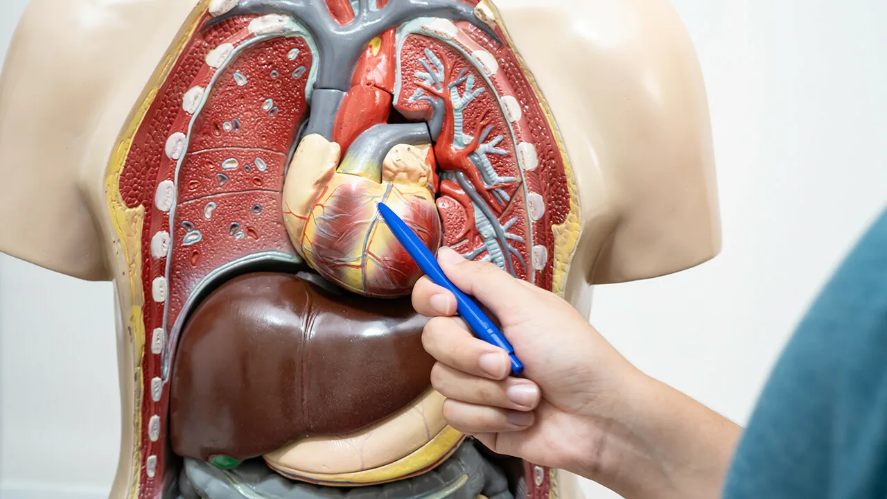 Cum funcționează ficatul și ce se poate face pentru a-i menține sănătatea?