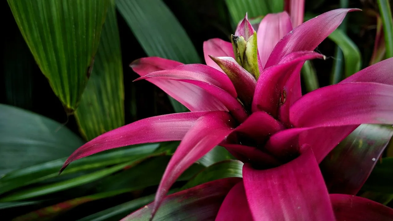 Guzmania kao sobna biljka s minimalnim zahtjevima za održavanje