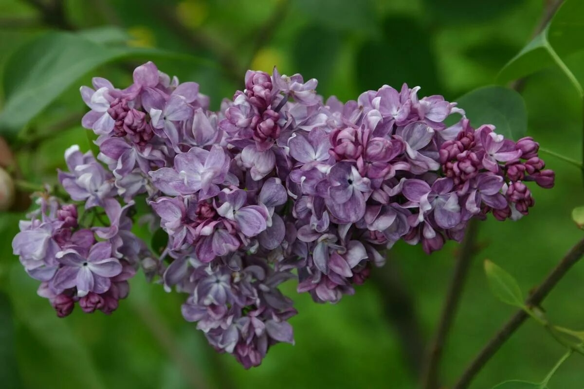 Imate li ga u svom vrtu? Sjetite ga se zimi; grm će cvjetati kao nikad prije.