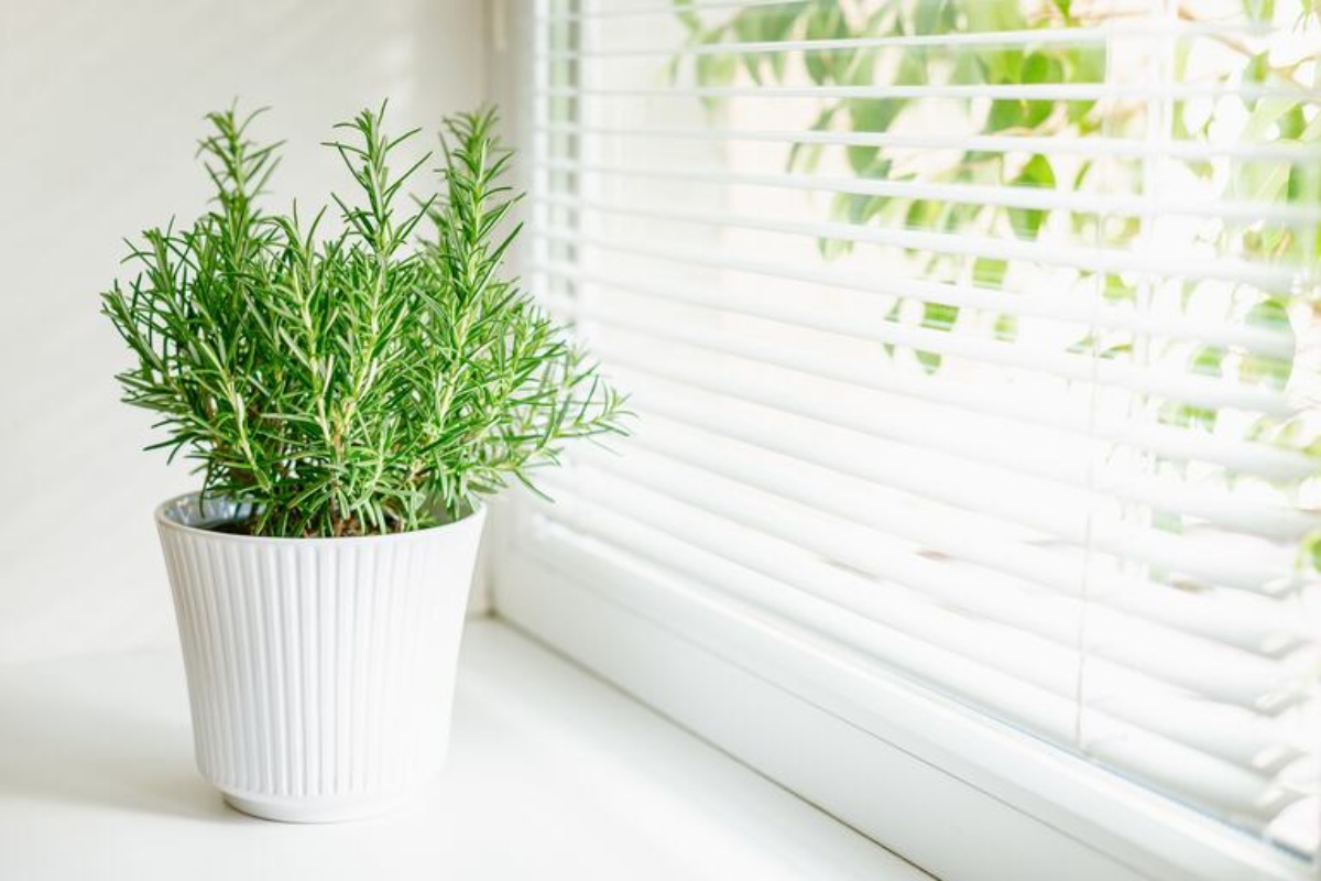 Stavljanje grančica ružmarina na prozor kupaonice: zašto to učiniti i čemu služi detail 1