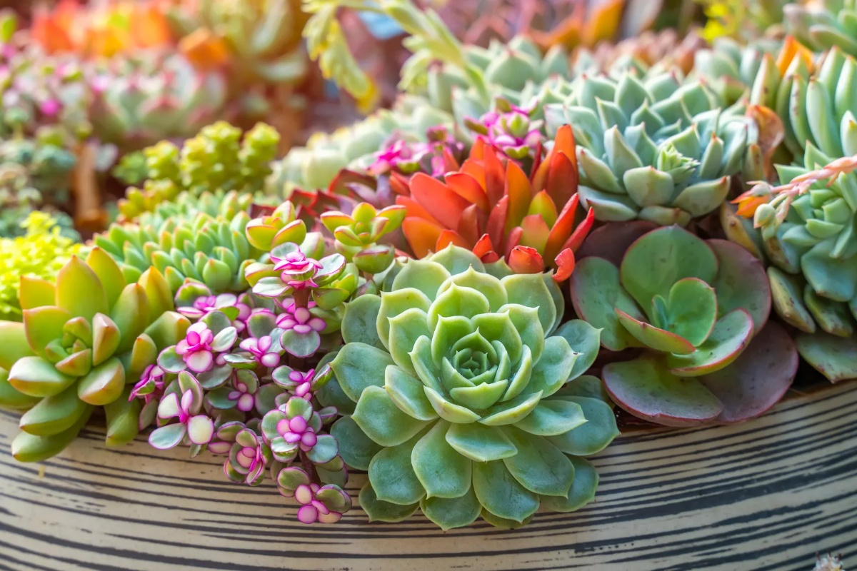 Gde treba postaviti sukulentu za poboljšanje ekonomske energije u domu, prema Feng Šuiju – image 1