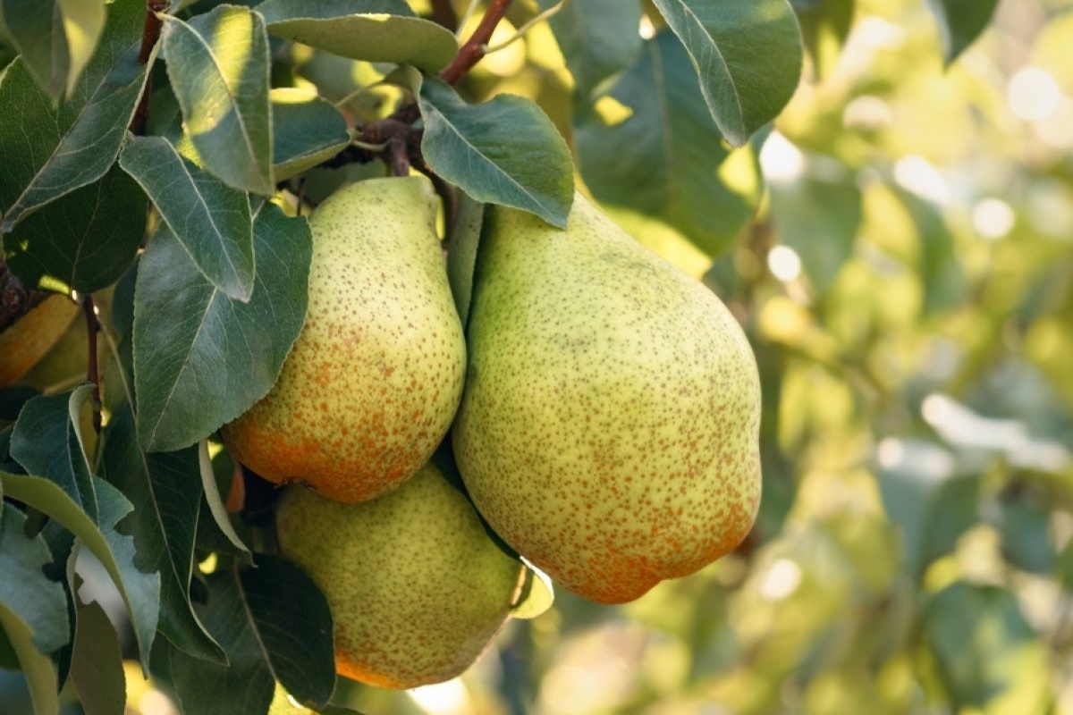 Davanje kruške psu: zašto se preporučuje i koliko često je ponuditi – image 1