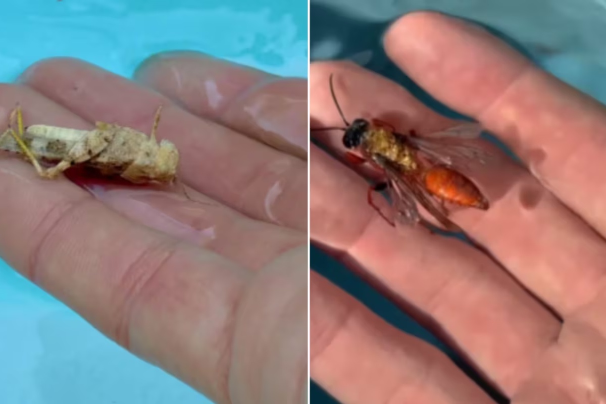 Nisu mrtvi: kako spasiti insekte koji se dave u bazenu, prema rečima stručnjaka – image 1