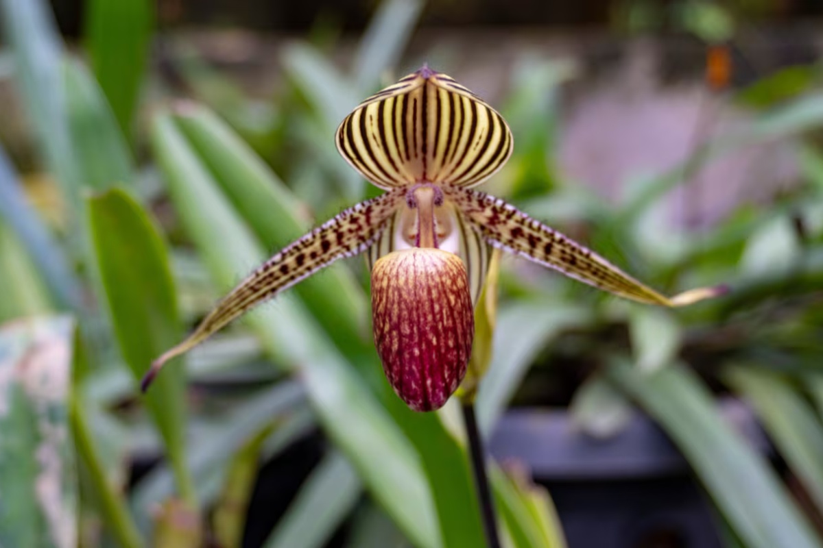 Biljka kojoj je potrebno do 15 godina da procveta i može vredeti više od 5.000 € – image 1