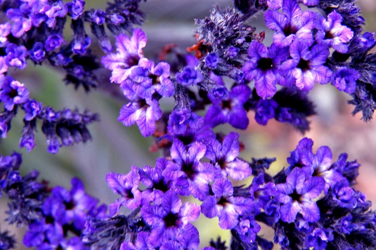 Ni lavanda ni jasmin: biljka koja miriše na vanilu, a koju u Srbiji skoro niko ne poznaje – image 1