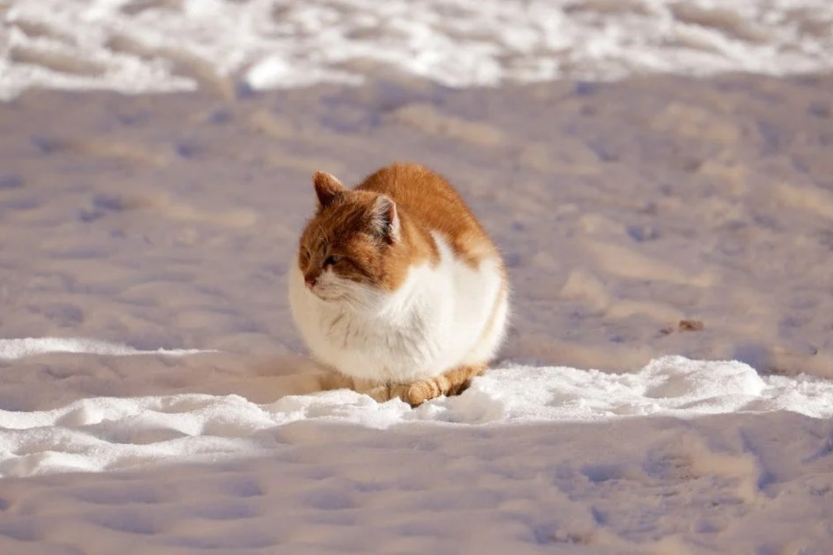 Kako spasiti životinje od zimske opasnosti: Zaštitnici životinja otkrili jednostavne načine pomoći na ulici – image 1