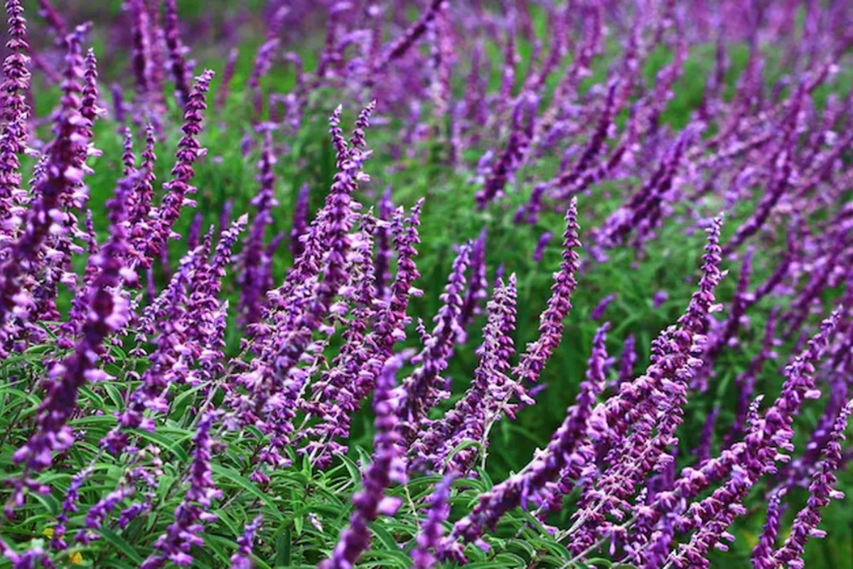 Ako imate meksičku žalfiju, imate pravo blago: kako je posaditi u bašti da bi bila puna leptira – image 1