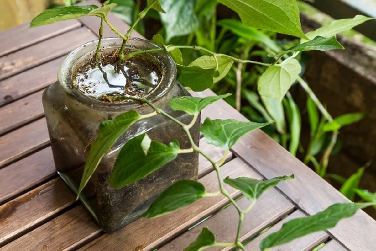 Greška pri zalivanju sobnih biljaka koja ih ubija: kako da je izbegnete i podstaknete cvetanje – image 1