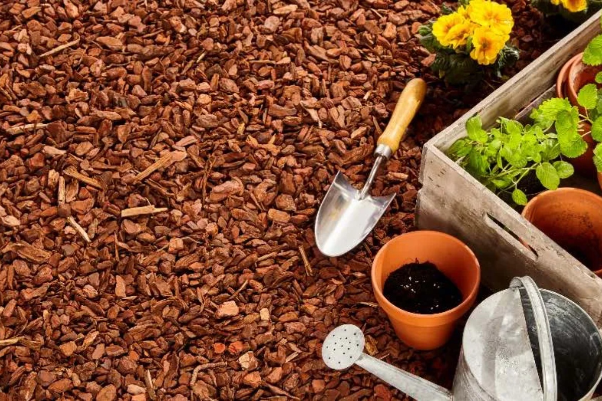 Bašta bez zalivanja: otporne biljke koje preživljavaju sušu i ulepšavaju vaš dom – image 1