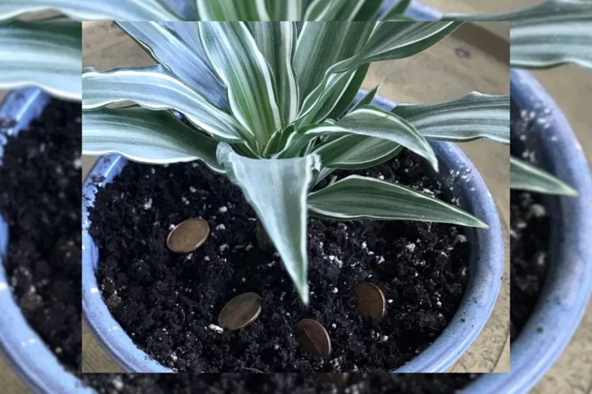 Gde treba zakopati novčiće da biste brzo privukli novac, prema Feng Šuiju – image 1