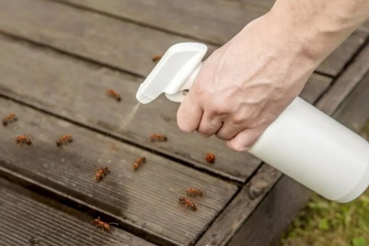 Ne treba vam otrov: jedini materijal koji treba da reciklirate da biste se rešili mrava tokom leta – image 1