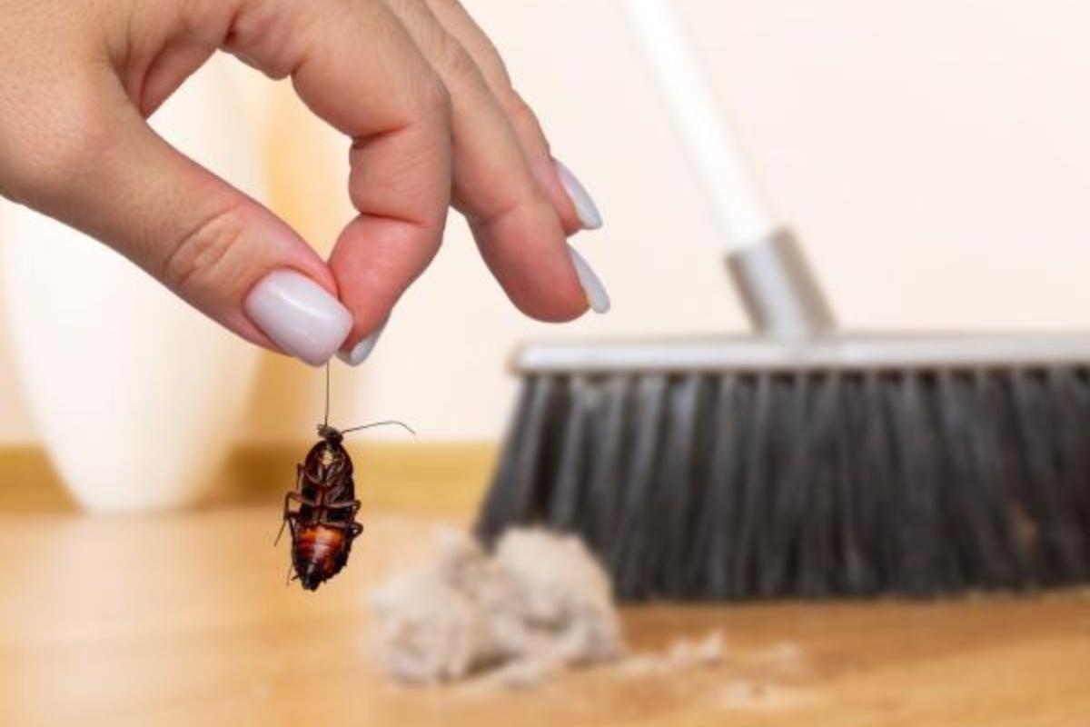 Soda bikarbona i šećer: domaći metod koji može pomoći u uklanjanju bubašvaba bez korišćenja hemijskih insekticida – image 1