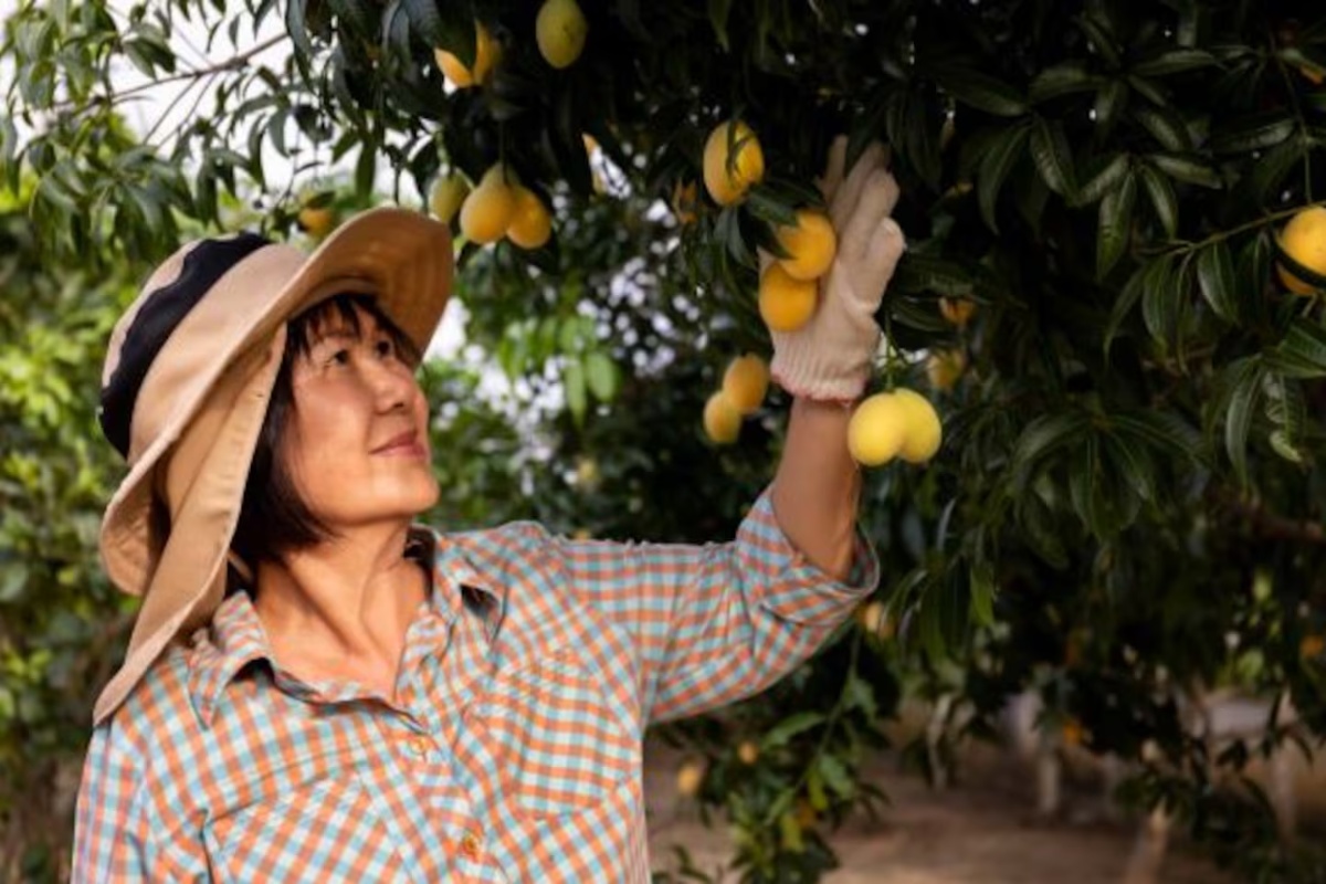 Šta uraditi ako se vaš limun osuši tokom leta i kako ga oživeti – image 1