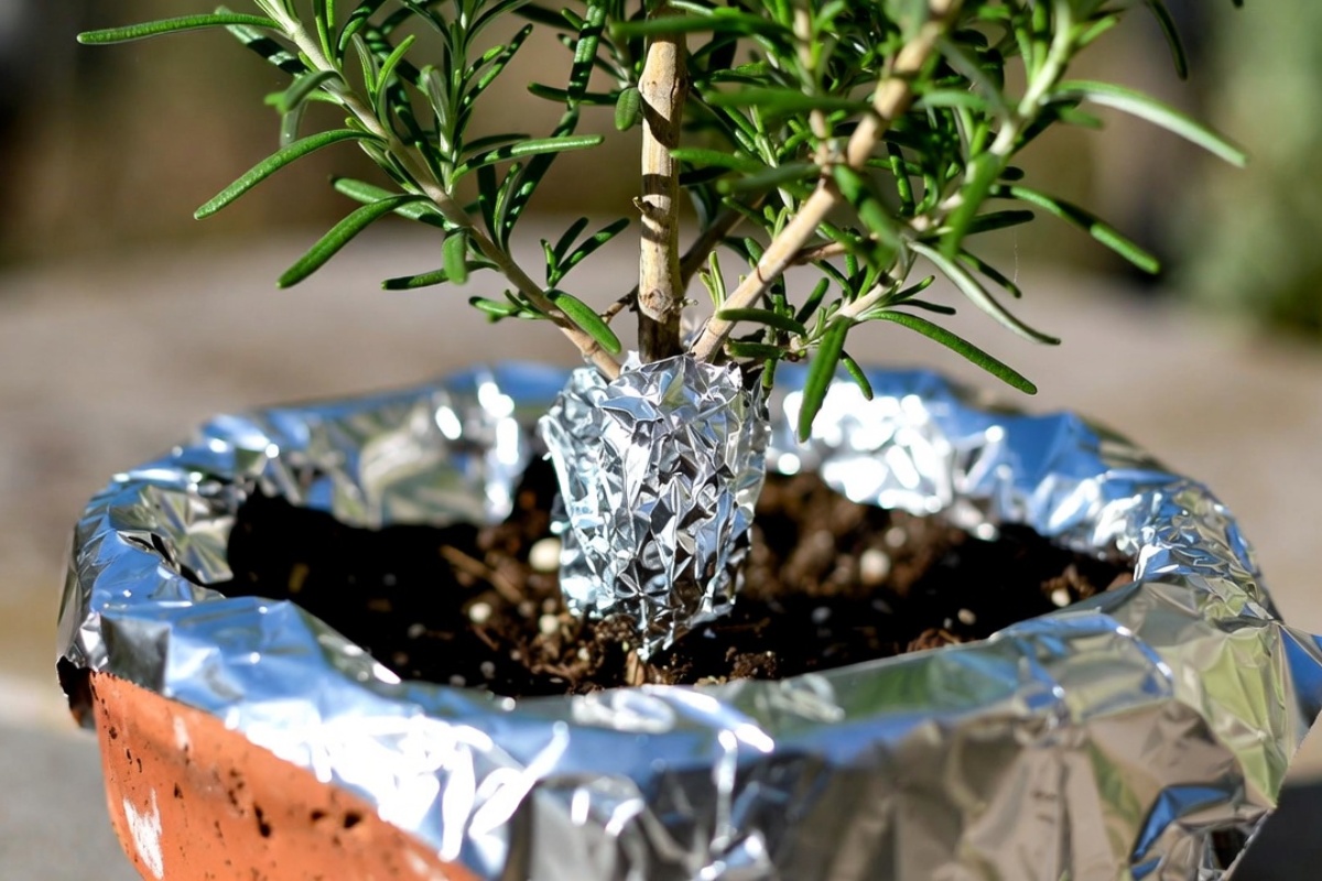 Stavljanje aluminijumske folije u saksiju sa ruzmarinom: čemu služi i kako se primenjuje – image 1