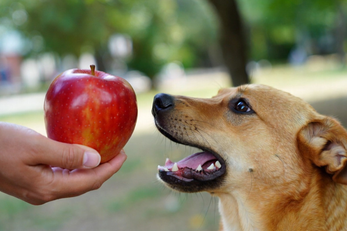 Jabuka bez semenki za vašeg psa: Čemu služi i koje mere predostrožnosti preduzeti – image 1